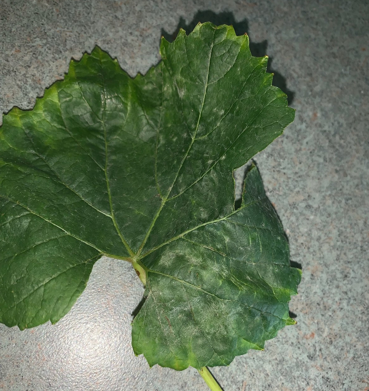 Powdery mildew on grape leaves